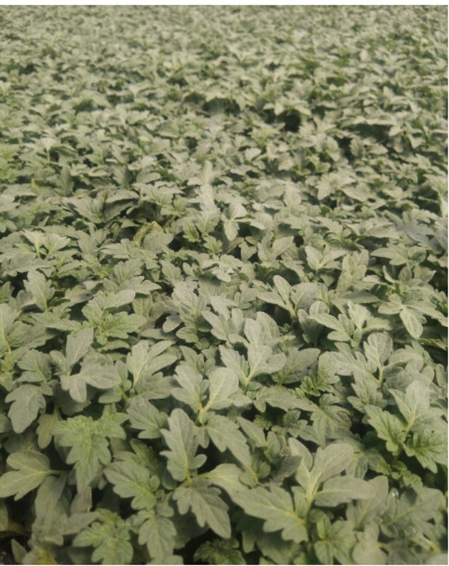 Kervan F1 Sırık Domates